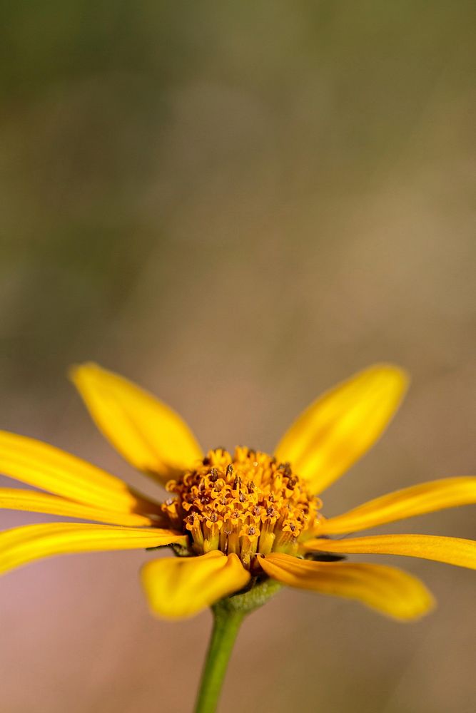 Woodland Sunflower. Free public domain CC0 photo.