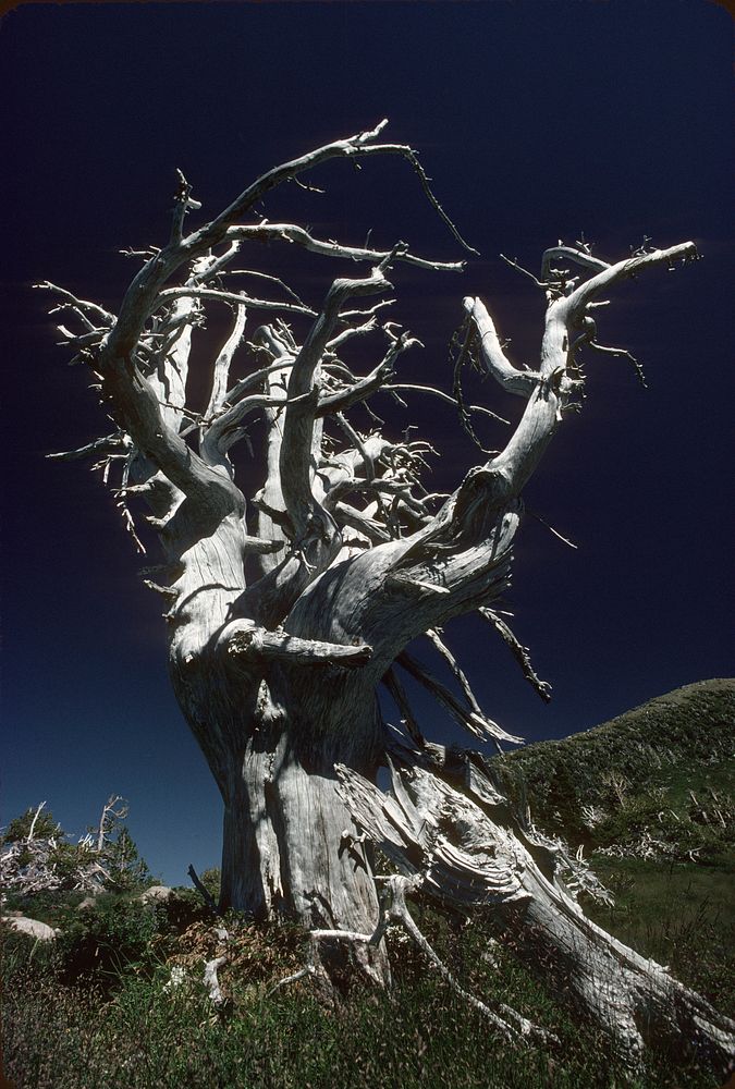 Mt Hood National Forest,white bark pine snag. Original public domain image from Flickr