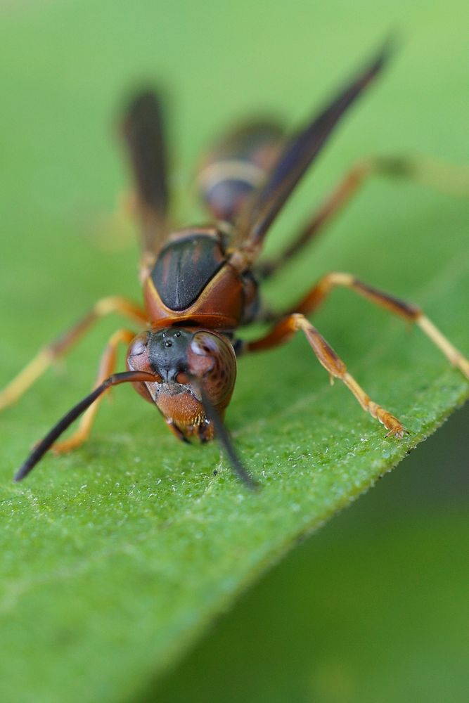 Wasp, insect. Free public domain CC0 photo.