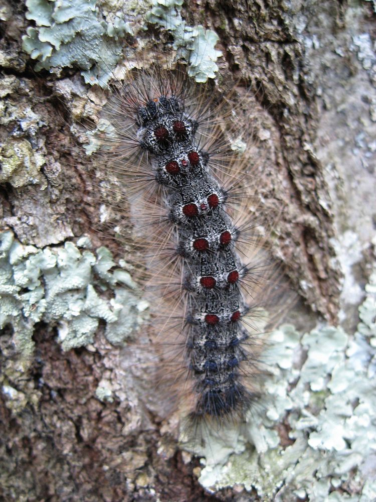 Gypsy Moth Caterpillar. Free public domain CC0 photo.