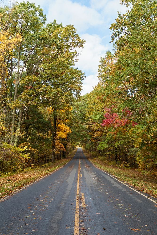 Road in autumn, fall landscape. Free public domain CC0 image.