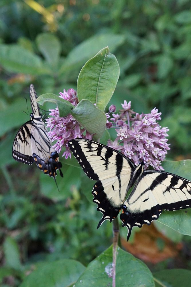 Eastern Tiger Swallowtail Butterflies. Free public domain CC0 photo.