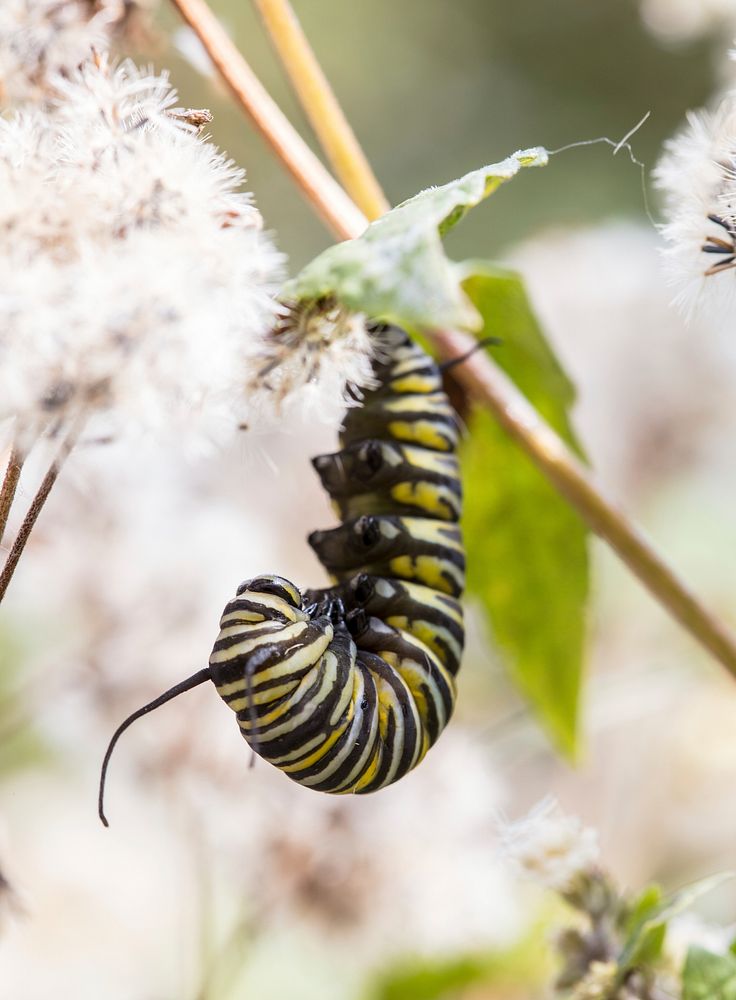 Caterpillar, white flower. Free public domain CC0 photo.
