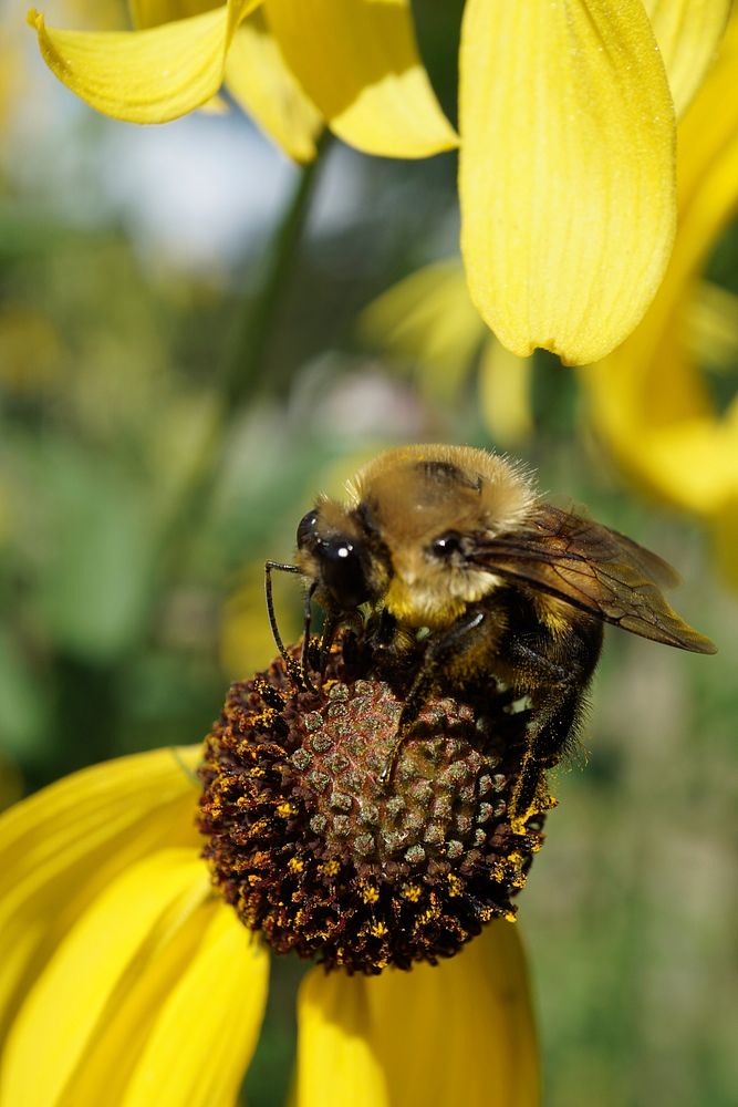Bee on Grey Headed Coneflower. Free public domain CC0 photo.