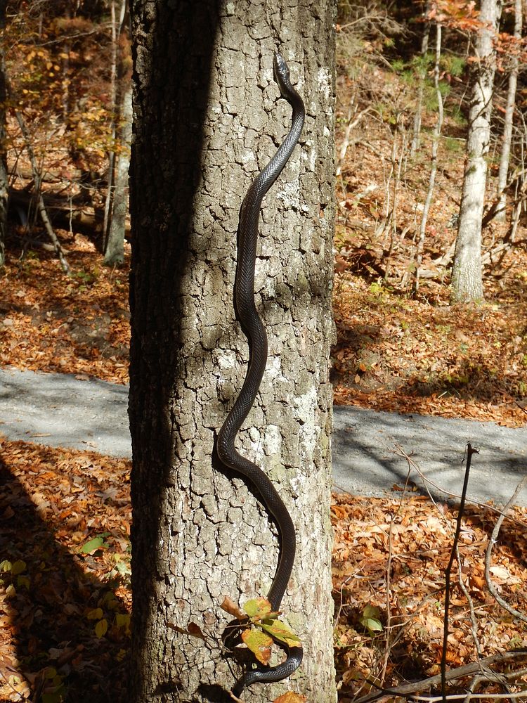 Black Rat Snake Climbing a Tree. Free public domain CC0 photo.