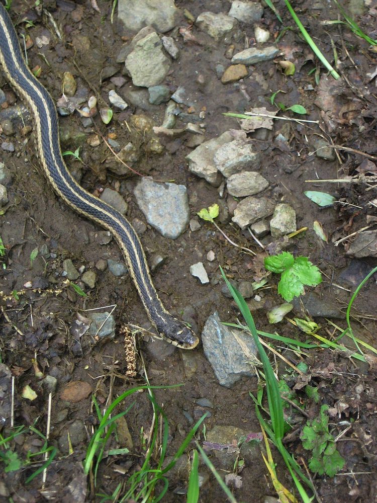 Eastern Garter Snake. Free public domain CC0 photo.