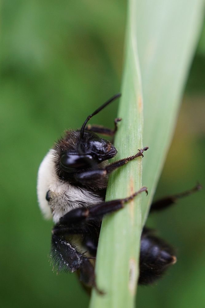 Bumble Bee, insect. Free public domain CC0 photo.