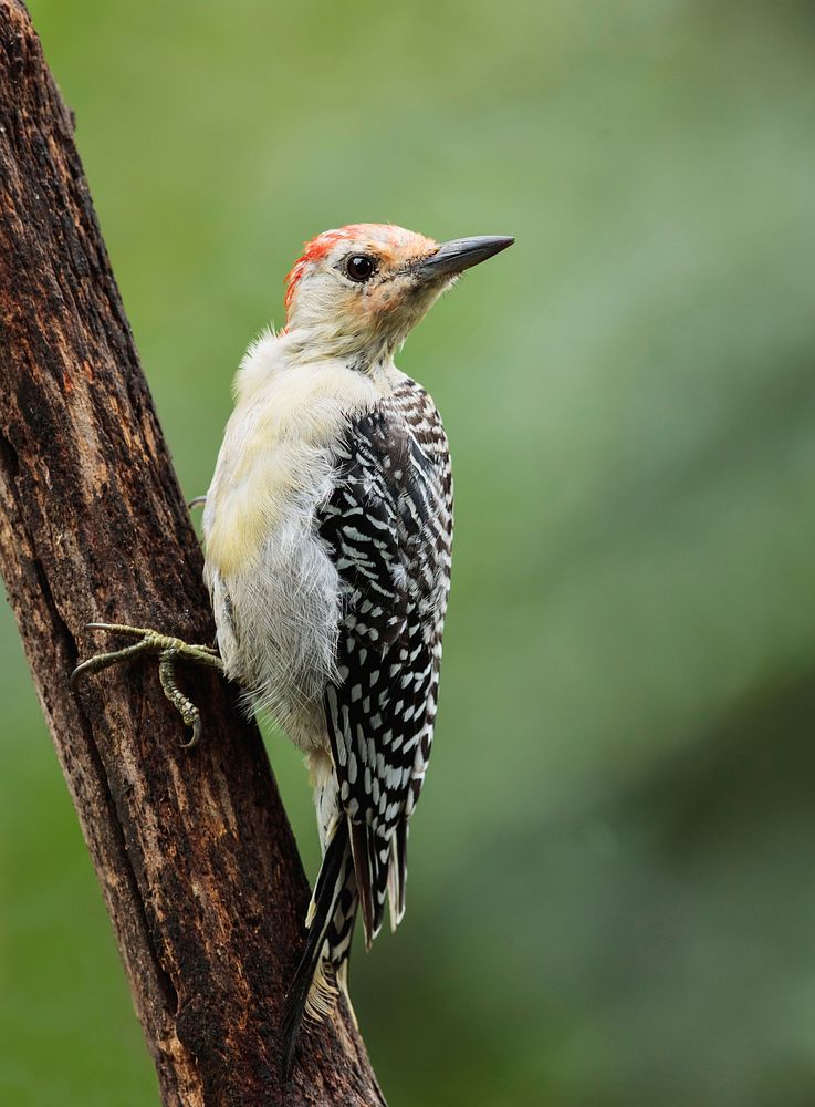 Red-bellied Woodpecker bird. Free public domain CC0 photo.