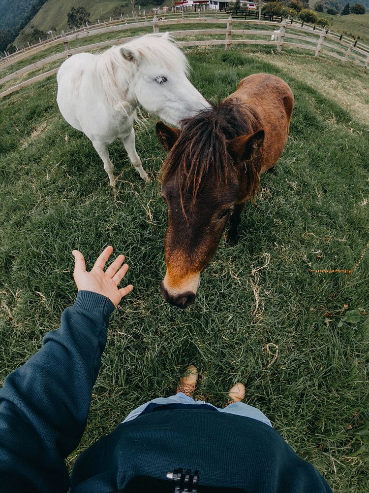 Two small ponies, horse image. Free public domain CC0 photo.