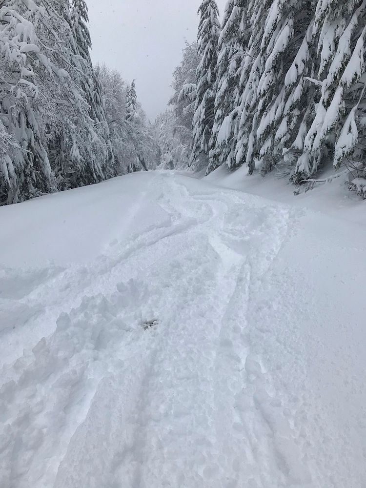 Mt Hood Forest Road. Original public domain image from Flickr