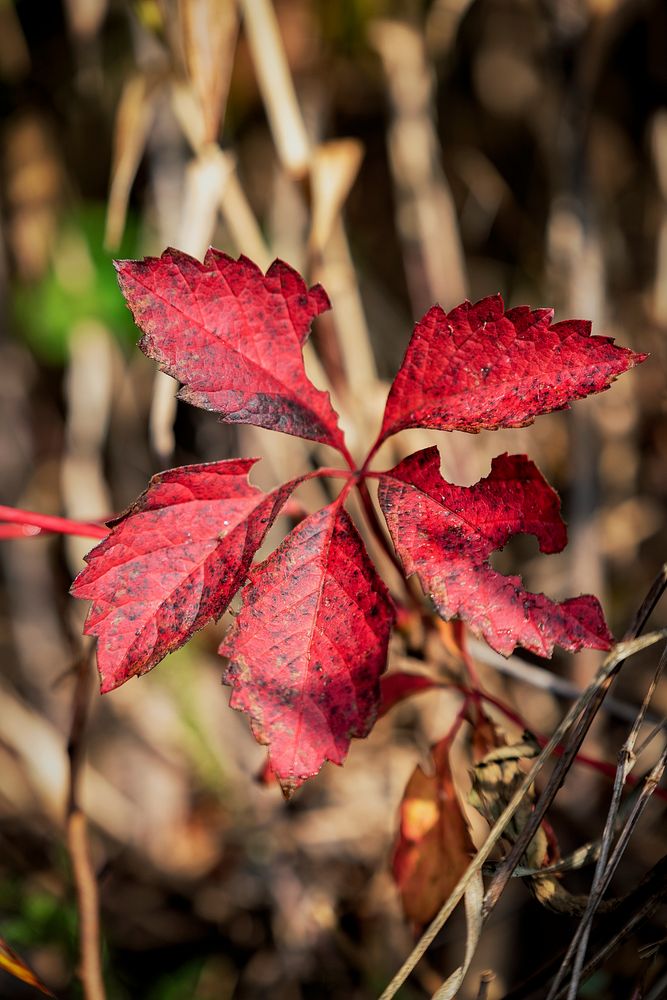 Red leaf, Virginia Creeper. Free public domain CC0 photo.