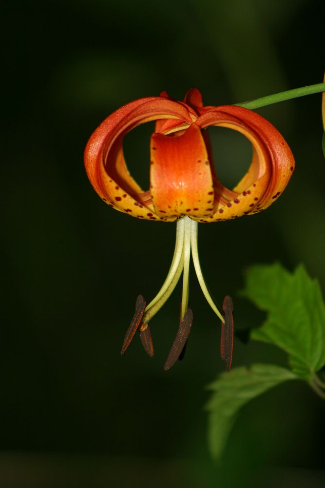 Turk's Cap Lily flower. Free public domain CC0 image.