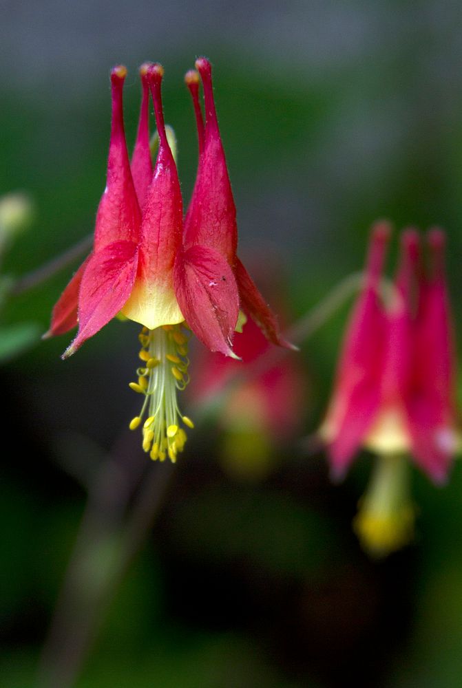 Wild Columbine flower. Free public domain CC0 photo.
