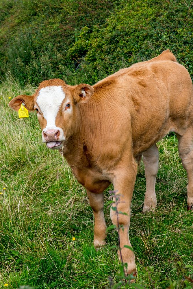 Cow livestock at a farm. Free public domain CC0 image.