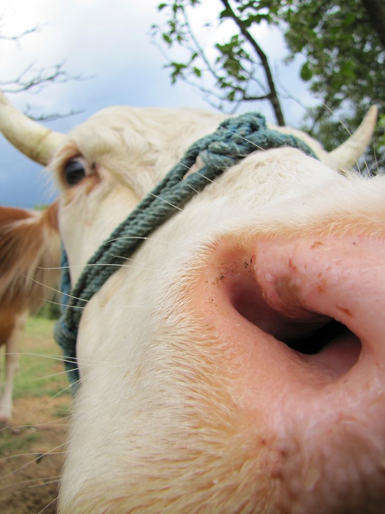 Cow's nose closeup, farming animal. Free public domain CC0 photo.