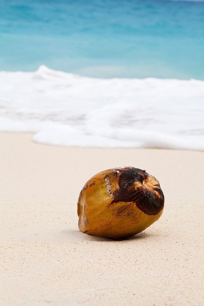 Fresh coconut on sand at beach. Free public domain CC0 image. 