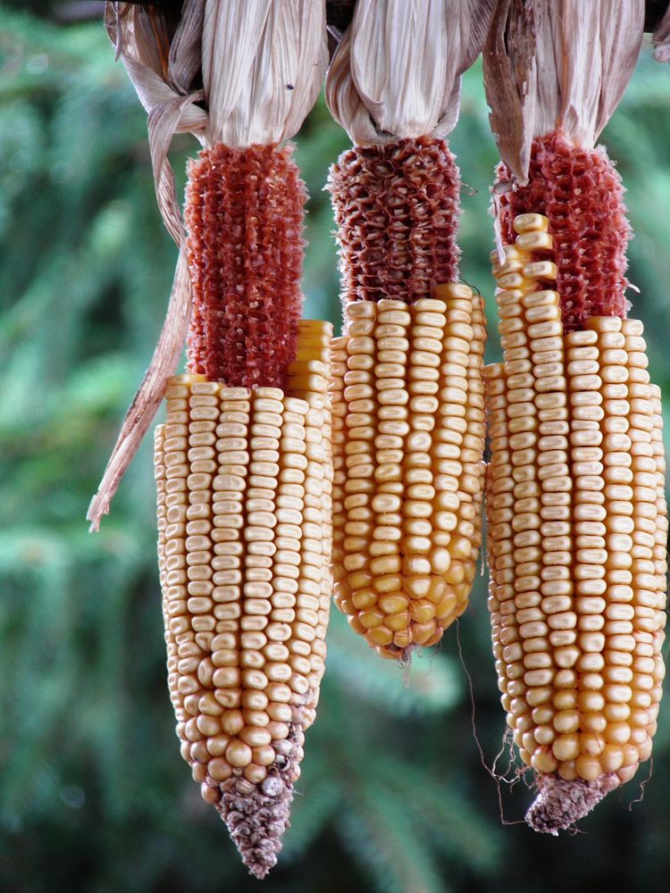 Yellow sweet corn, agricultural product. Free public domain CC0 image