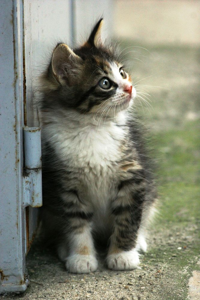 Cute striped cat, animal image, free public domain CC0 photo.