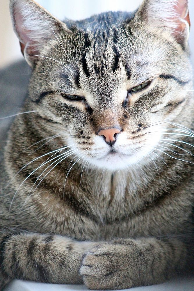 Cute tabby cat napping image, free public domain CC0 photo.