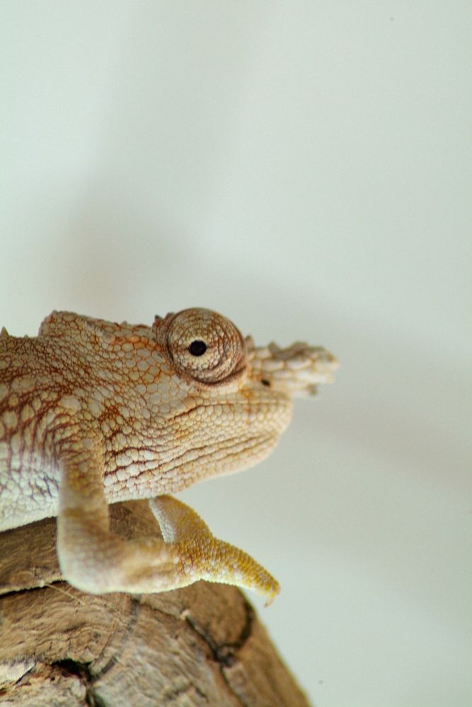 Chameleon. Free public domain CC0 image.