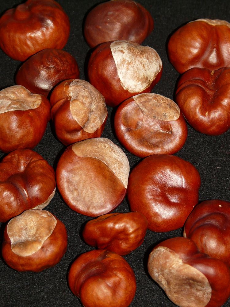 Closeup on pile of chestnuts in shell.Free public domain CC0 image. 