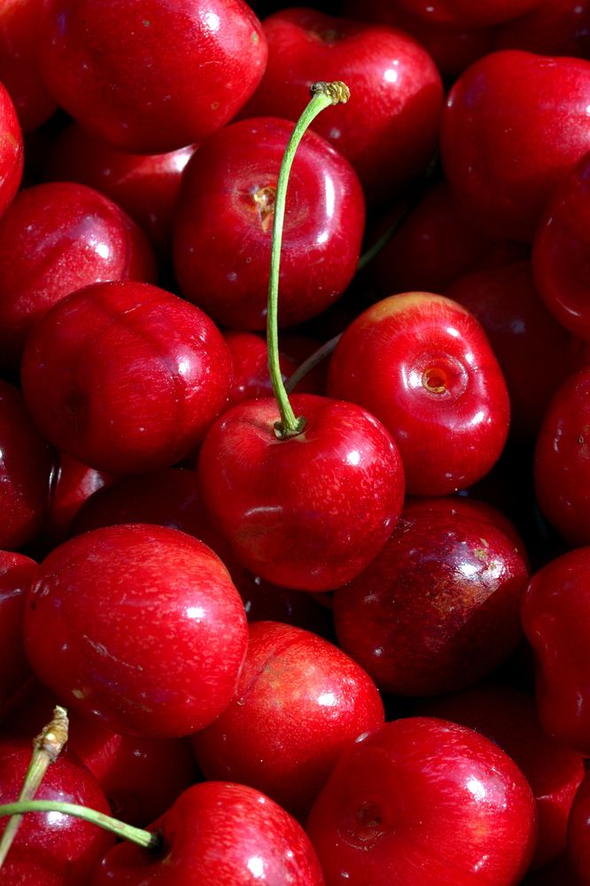 Closeup on pile of red cherries. Free public domain CC0 image. 