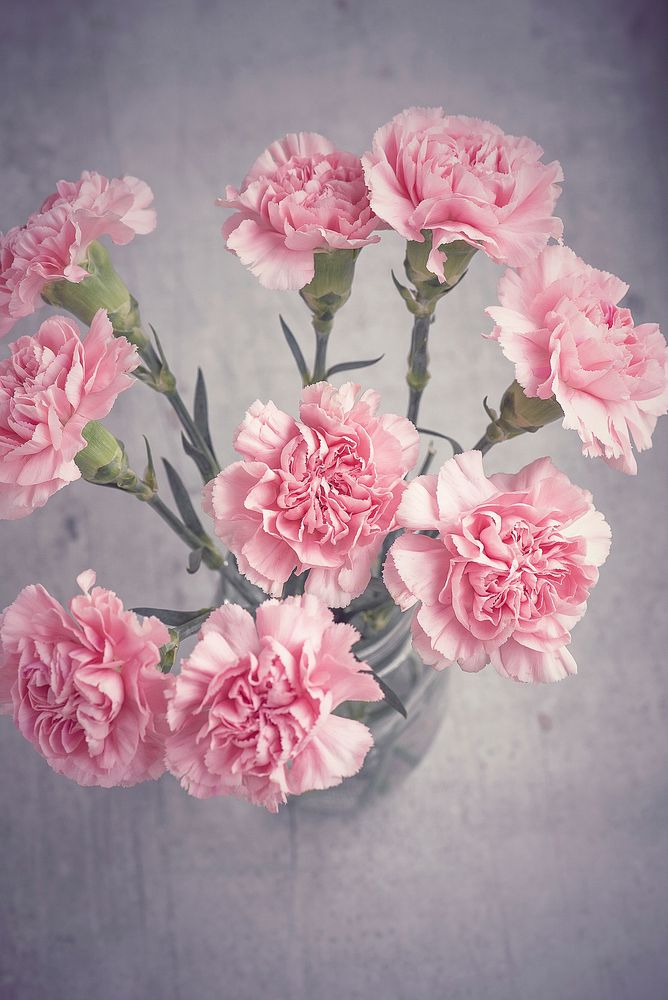 Pink carnation background. Free public domain CC0 photo.