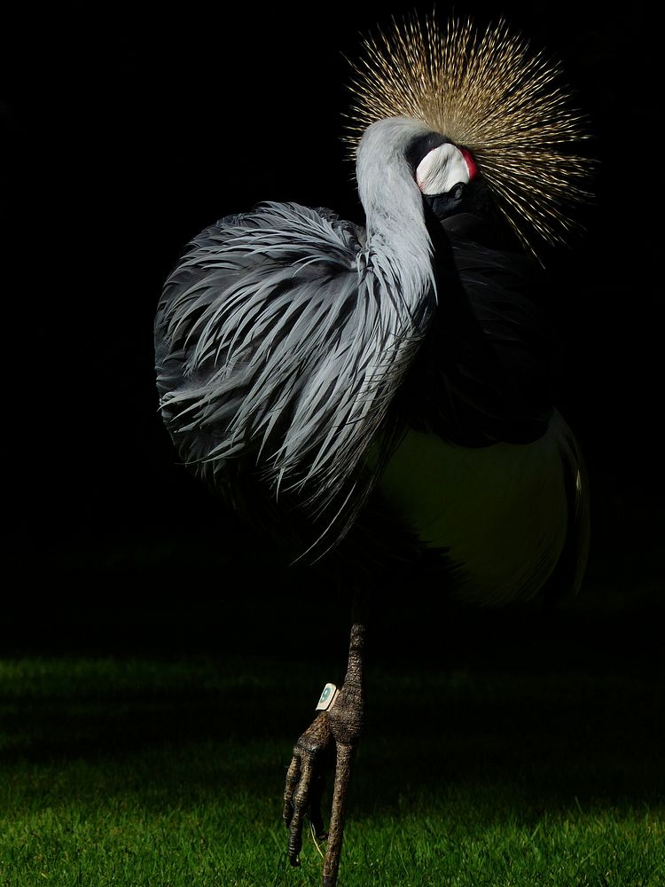 Crane , bird photography. Free public domain CC0 image.