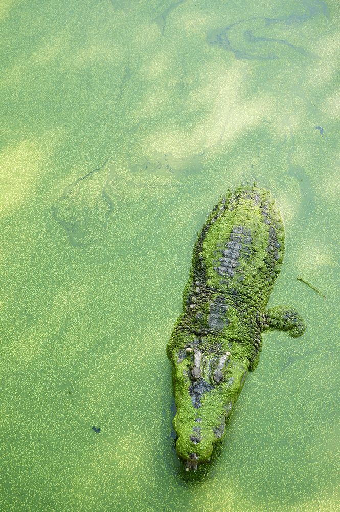 Crocodile in green water. Free public domain CC0 image.