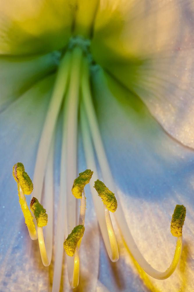 Flower pollen background, macro shot. Free public domain CC0 image.