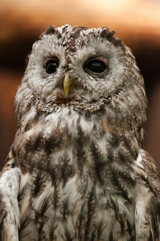 Tawny owl face close up. Free public domain CC0 image.