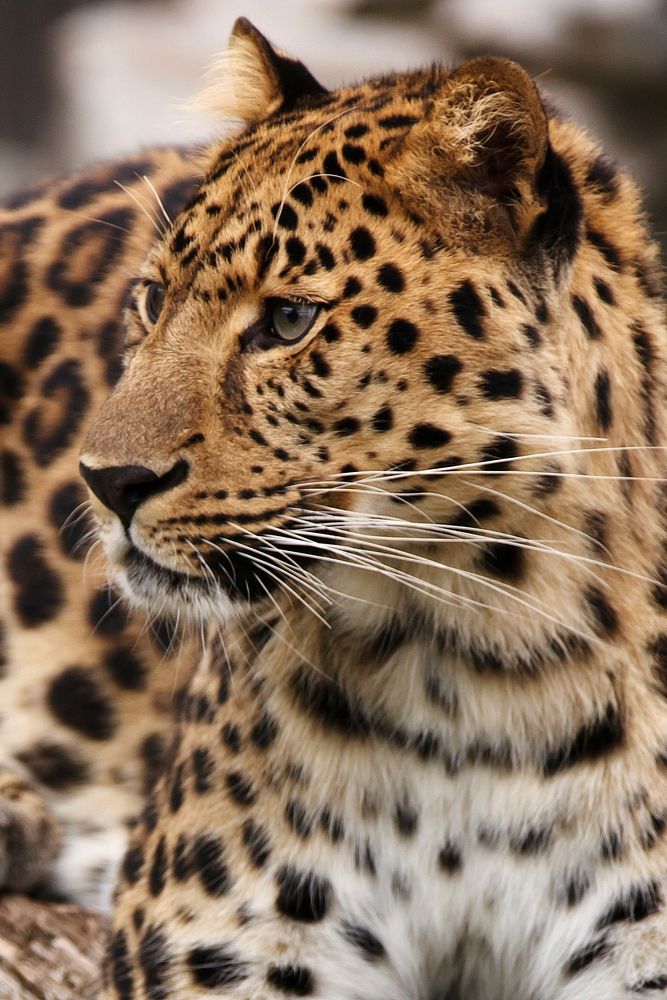Leopard's face closeup image. Free public domain CC0 photo.