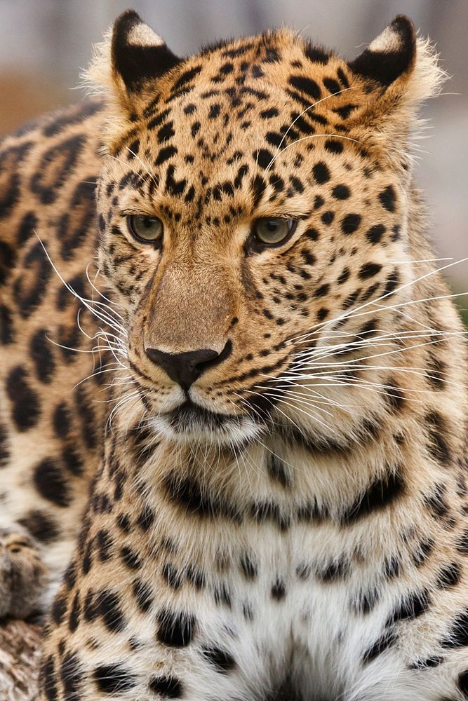 Leopard's face closeup image. Free public domain CC0 photo.
