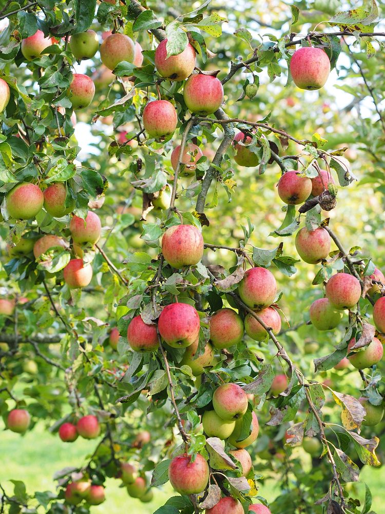 Red apples hanging on tree. Free public domain CC0 photo.