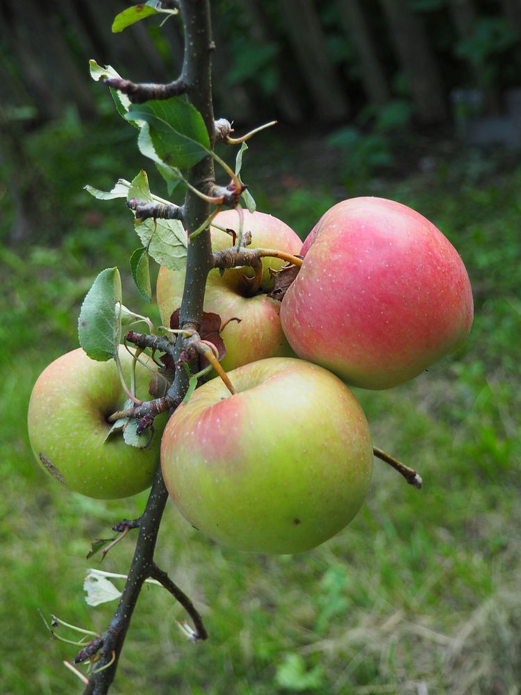 Closeup on red apple hanging on tree. Free public domain CC0 photo.