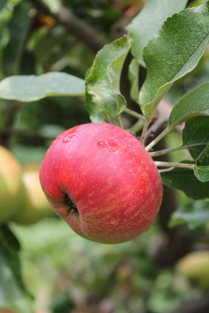 Closeup on red apple in tree. Free public domain CC0 photo.