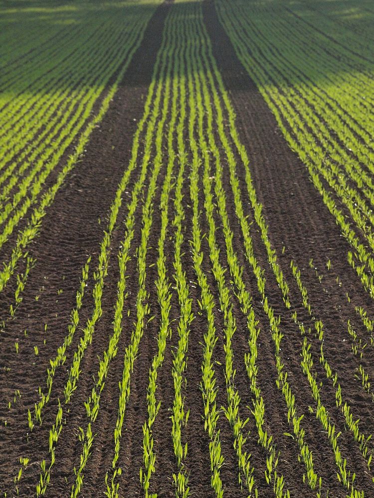 Crops growing in agricultural land. Free public domain CC0 image.