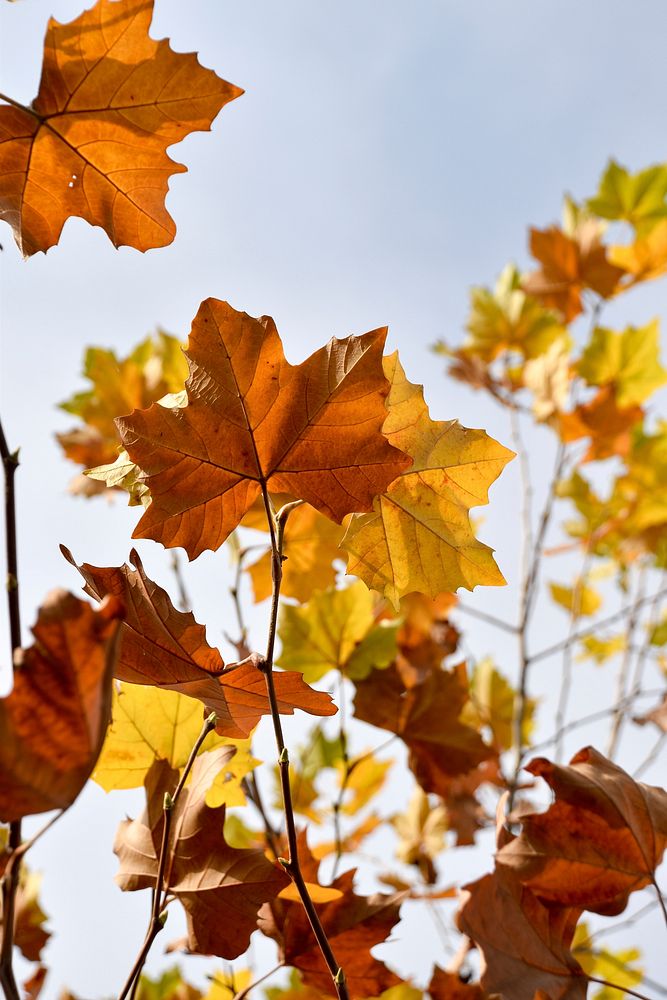 Autumn maple leaf. Free public domain CC0 image.