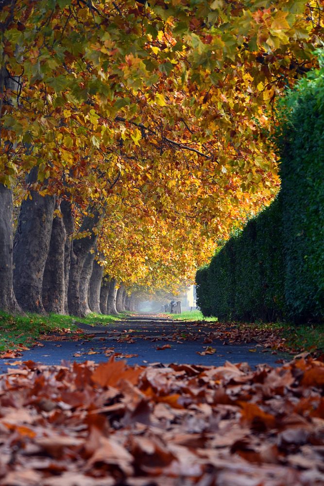Beautiful Autumn forest background. Free public domain CC0 photo.