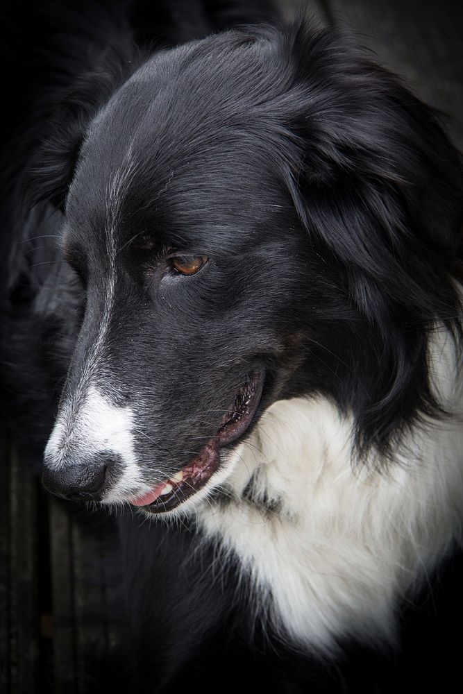 Black & white dog close up face. Free public domain CC0 photo.