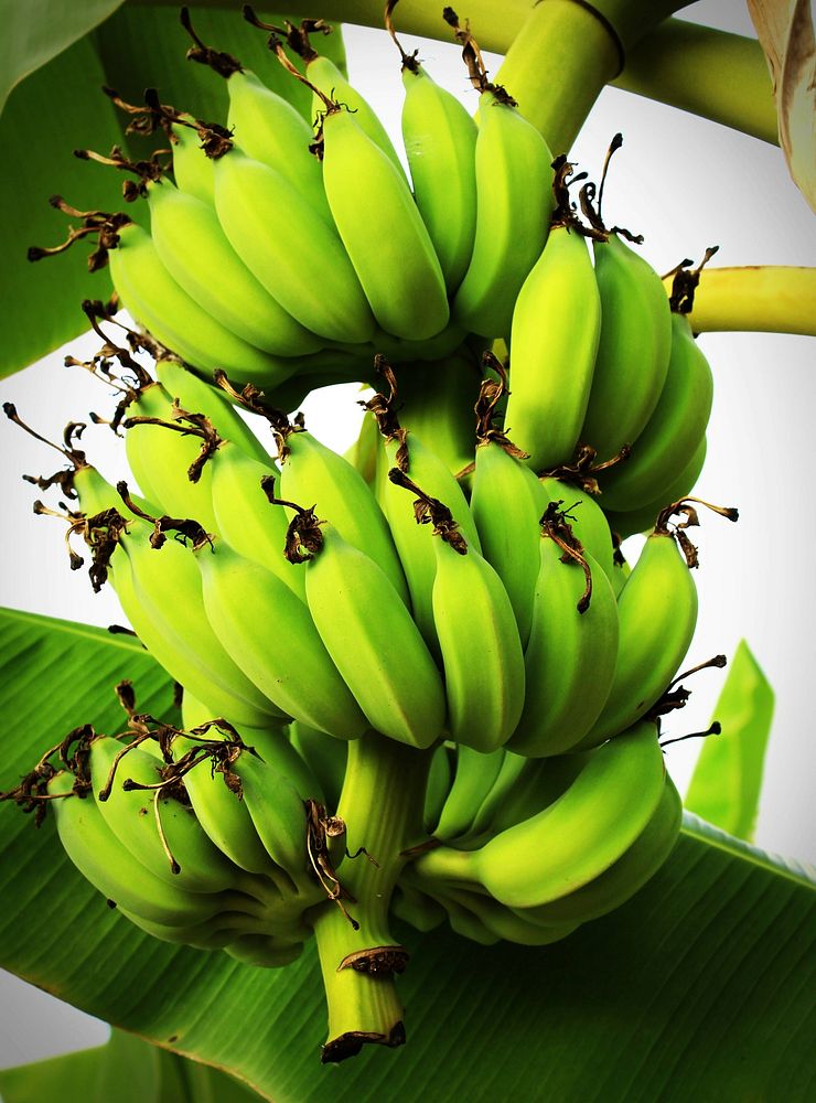 Closeup on raw green bananas on tree. Free public domain CC0 photo.