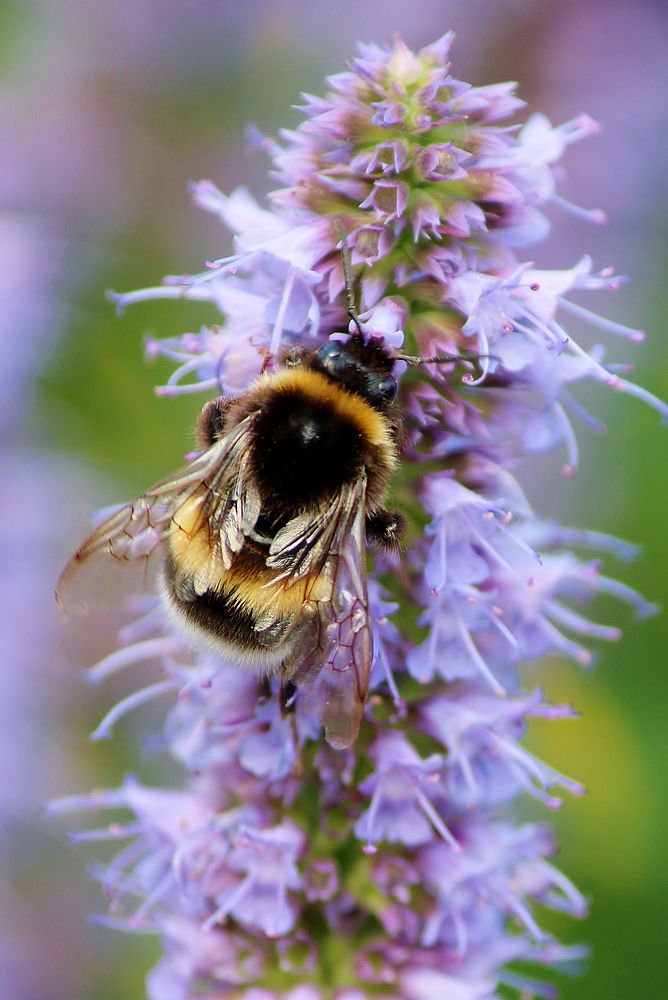 Honeybee and purple flower background. Free public domain CC0 image.