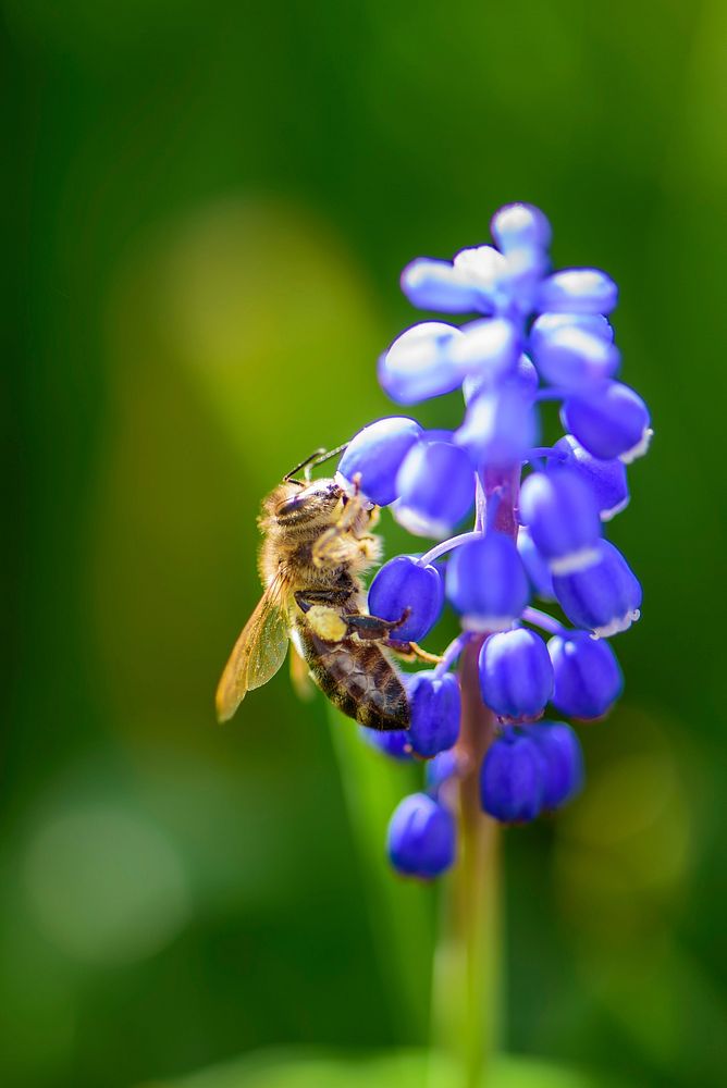 Bee and purple flower background. Free public domain CC0 photo.