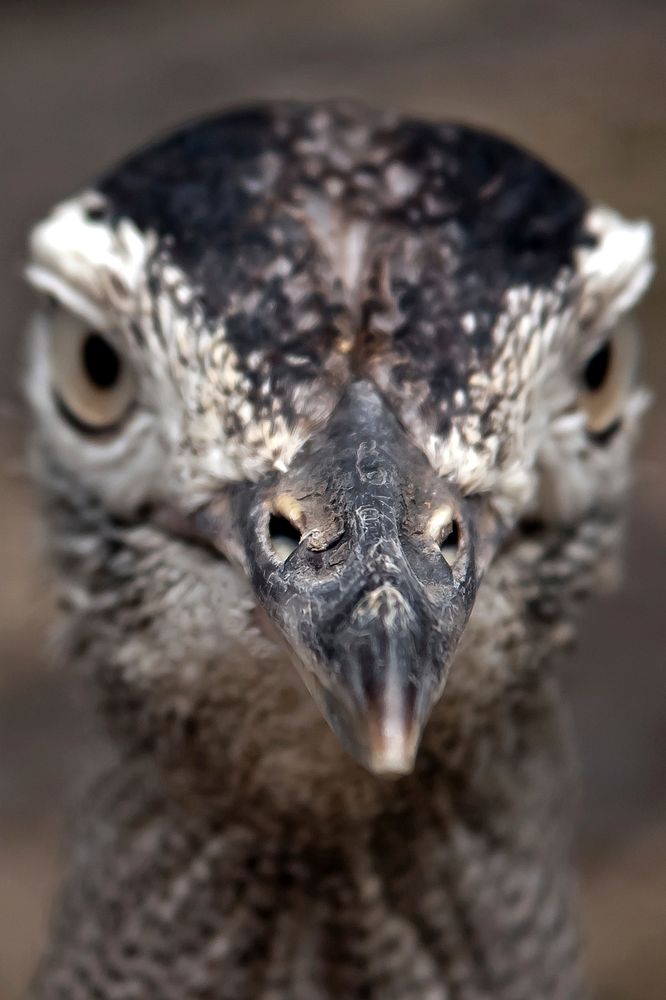 Grouse close up, bird photography. Free public domain CC0 image.