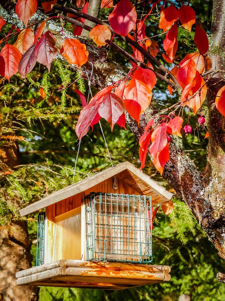 Bird house in autumn, Free public domain CC0 photo.
