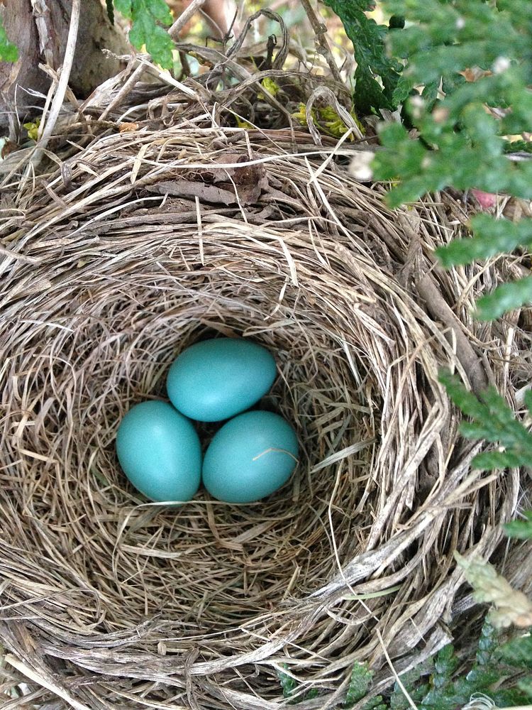 Robin birds nest with eggs. Free public domain CC0 image.
