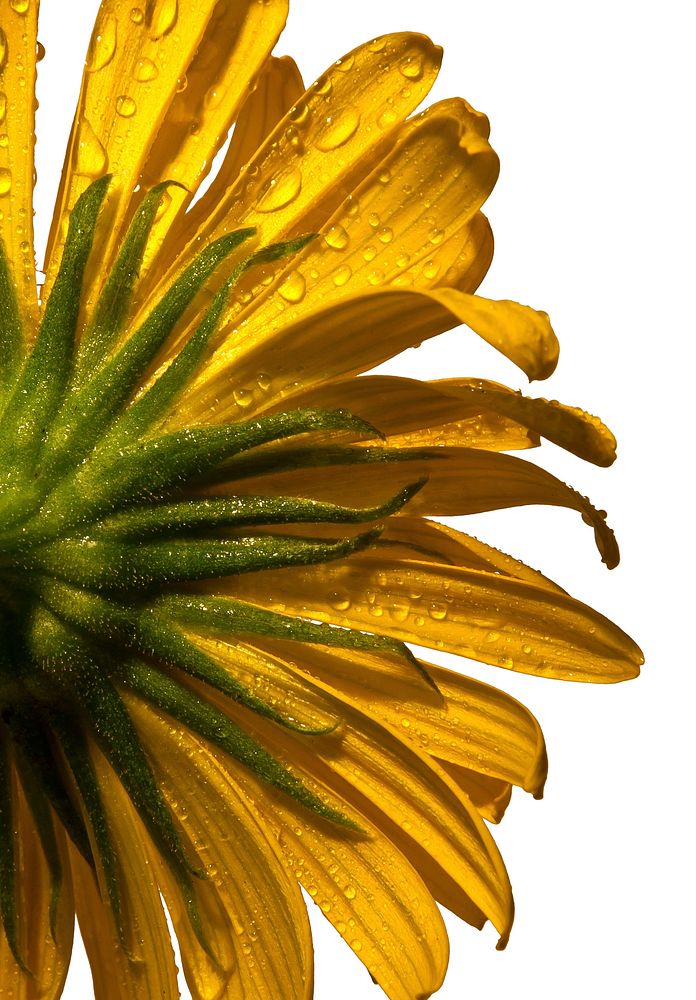 Yellow daisy background. Free public domain CC0 photo.