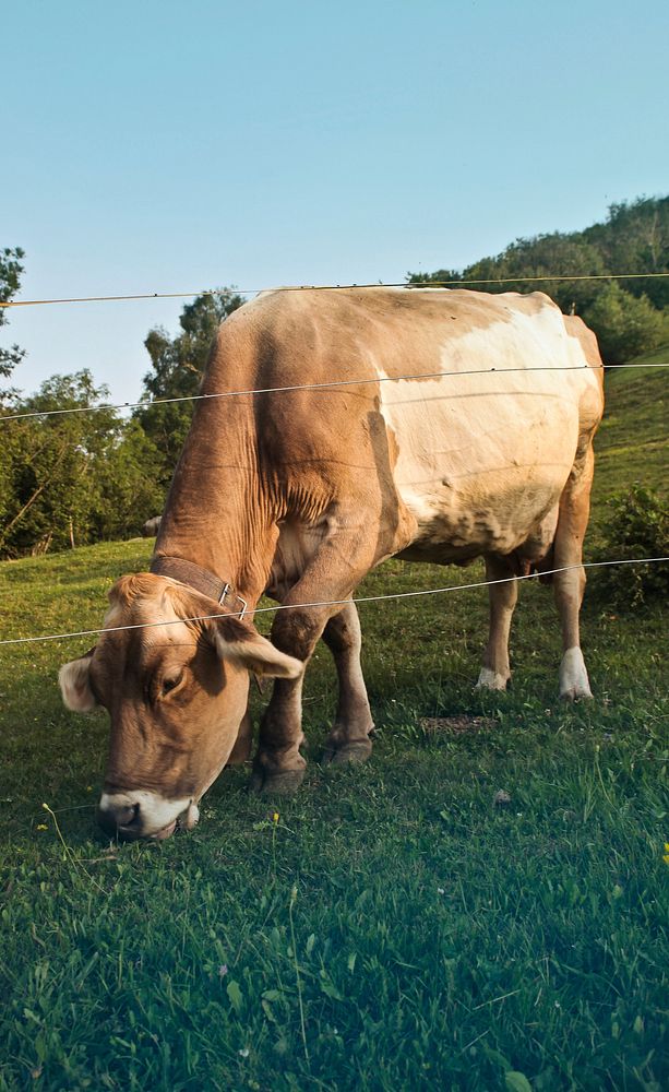 Free cow eating grass behind barb wire fence image, public domain animal CC0 photo.