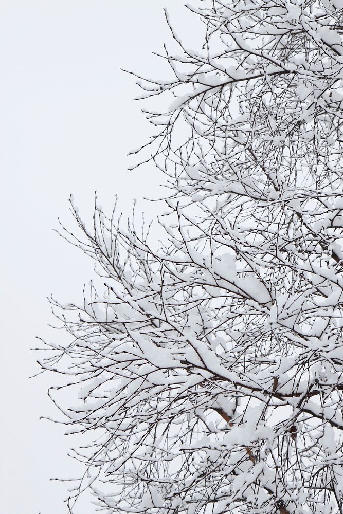 Snow covered tree. Free public domain CC0 photo. 
