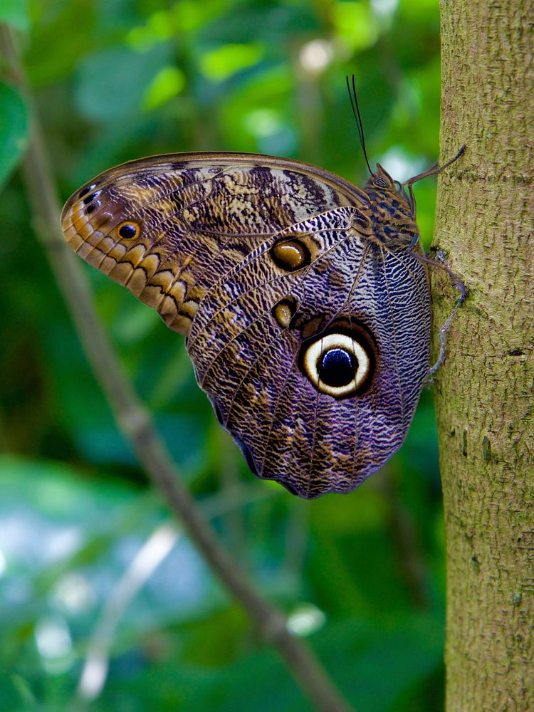 Butterfly in nature. Free public domain CC0 photo.